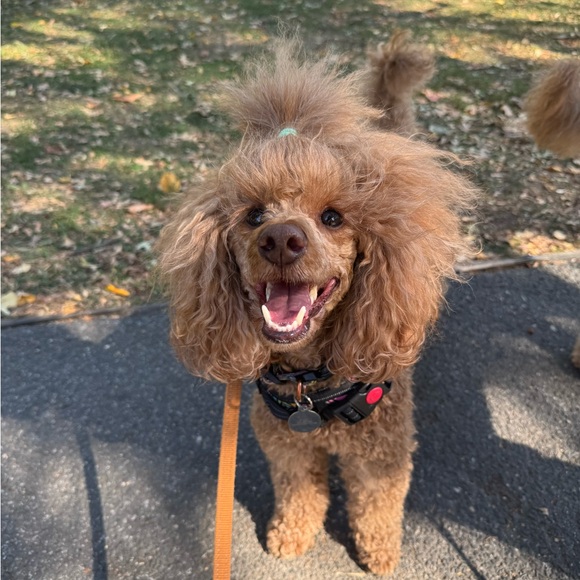 Meet your Posher, Stacey - Picture 11 of 11